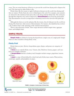 ovary. The two main functions of fruit are to prevent the seeds from drying and to disperse the
seed. The fruit may be either