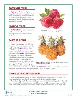 AGGREGATE FRUITS
Aggregate fruits develop from a
single flower that has many pistils. Mul-
tiple, usually fleshy, fruitlets a