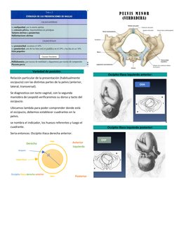 Variedad de posición: 
Relación particular de la presentación (habitualmente 
occipucio) con las distintas partes de la pel