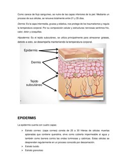 Como carece de flujo sanguíneo, se nutre de las capas inferiores de la piel. Mediante un 
proceso de sus células, se renu