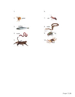 Vertebrates and Invertebrates Overview | PDF | Invertebrate | Amphibian