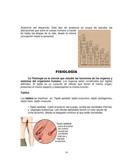 18 
Anatomía del desarrollo. Este tipo de anatomía se ocupa de estudiar las 
alteraciones que sufre el cuerpo humano a través