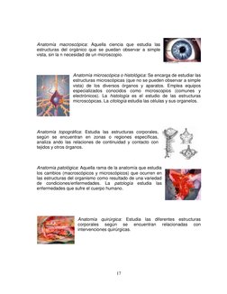 17 
Anatomía macroscópica: Aquella ciencia que estudia las 
estructuras del orgánico que se puedan observar a simple 
vista,