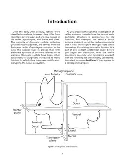 Carolina Rabbit Dissection Guide PDF | PDF | Heart | Lung