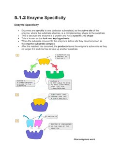 IGCSE Biology: Enzymes Overview | PDF | Enzyme | Active Site