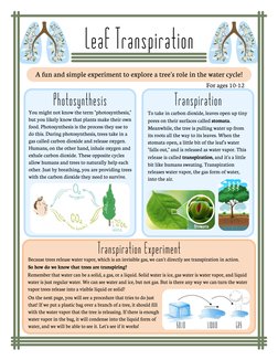 Transpiration Tree Simple Plastic Bag Transpiration Experiment | PDF | Stoma | Water