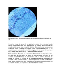 IMG. Muestra de los filamentos terminales de las ovariolas del chapulín en aumento de 
40x.
Meiosis es una de las formas de l