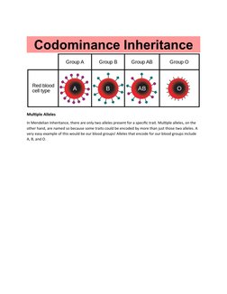 Multiple Alleles
In Mendelian Inheritance, there are only two alleles present for a specific trait. Multiple alleles, on the