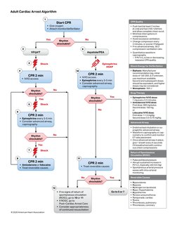 No
Yes
No
Adult Cardiac Arrest Algorithm
Yes
Yes
No
Yes
No
No
Yes
Shock
Epinephrine 
ASAP
Shock
Shock
Rhythm 
shockable?
Rhyt