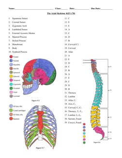 Axial Skeleton Labeling Worksheet | PDF | Vertebral Column | Vertebra