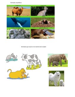 Animales mamiferos 
Animales que nacen en el vientre de la madre 
