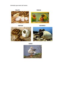 Animales que nacen de huevos 
