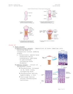 Skeletal System Lecture Notes PDF | PDF | Osteoblast | Bone