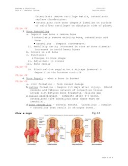 Skeletal System Lecture Notes PDF | PDF | Osteoblast | Bone