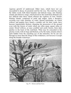 vigorous growth of underwood. Other trees, which have not yet
succumbed to decay, lie prostrate and bar the way. The wind has