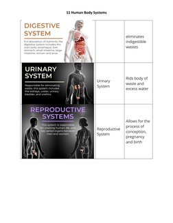 11 Human Body System | PDF | Human Body | Blood