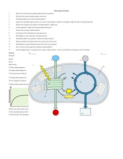 Photosynthesis Worksheet and Diagram | PDF | Photosynthesis | Chloroplast