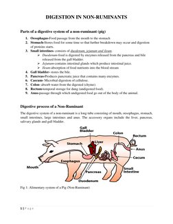 Non-Ruminant Digestive System Overview | PDF | Digestion | Human ...