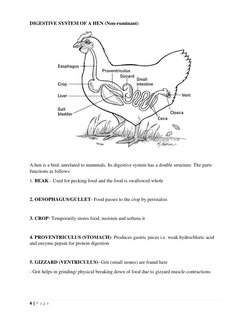 Non-Ruminant Digestive System Overview | PDF | Digestion | Human ...