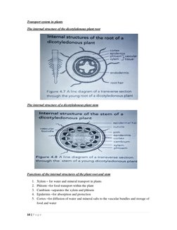 10 | P a g e  
Transport system in plants 
The internal structure of the dicotyledonous plant root