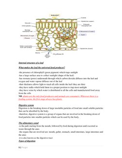 5 | P a g e  
 
Internal structure of a leaf 
What makes the leaf the universal food producer?  
-the presence of chlorophyll