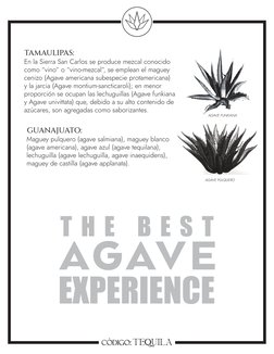 TAMAULIPAS:
En la Sierra San Carlos se produce mezcal conocido
como “vino” o “vino-mezcal”, se emplean el maguey
cenizo (Agav