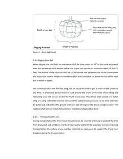 Figure 1 - Root Ball Detail
2.1.4 Digging Root Ball
When digging the root ball, no evacuation shall be done closer to 36" to