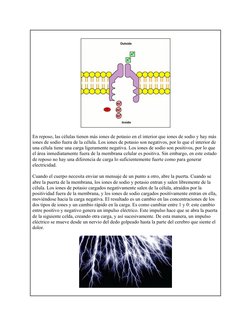 (http://www.cat.cc.md.us/~gkaiser/biotutorials/eustruct/sppump.html)En reposo, las células tienen más iones de potasio en el