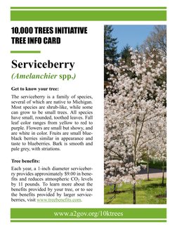 10,000 TREES INITIATIVE 
TREE INFO CARD 
Serviceberry 
(Amelanchier spp.) 
Get to know your tree: 
The serviceberry is a fami