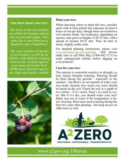 Plant your tree: 
When choosing where to plant this tree, consider 
spots with at least partial sun exposure (at least 4 
hou