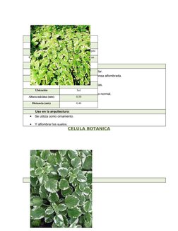 Características botánicas:
•
Es una variada cubierta vegetal popular.
•
Se forma rápidamente una maleza densa alfombrada.
•
S