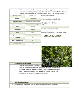 •
Árbol con corteza recta, fisurada en partes, es fuerte y gris.
•
La madera es amarilla y en algunas partes café, con una te