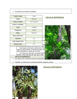 •
Se utiliza en la industria maderera.
CELULA BOTANICA
Características botánicas:
•
Tienen tronco grueso, alto y cilíndrico.