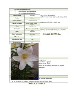 Características botánicas:
•
Árbol tropical de hoja perenne.
•
Su corteza es grisácea y lisa.
•
Sus hojas son ovadas, enteras