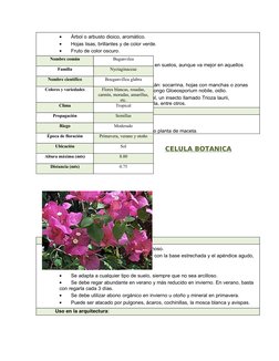 •
Árbol o arbusto dioico, aromático.
•
Hojas lisas, brillantes y de color verde.
•
Fruto de color oscuro.
•
La hoja es culina