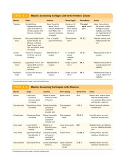 Upper Limb Muscles: Origin, Insertion, Action | PDF | Thumb | Hand