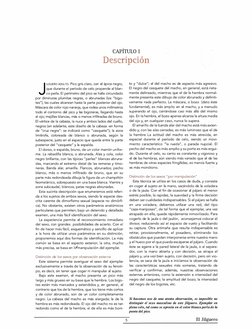 CAPÍTULO 1 
Descripción 
J 
ILGUERO ADULTO. Pico gris claro, con el ápice negro, 
que durante el período de celo propende al