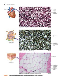 90   UNIT 6 | Histology
Aorta
Heart
Lymph node
Hypodermis
Ground 
substance
Collagen 
fibers
(d) Dense regular elastic connec