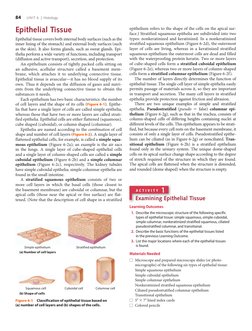 84   UNIT 6 | Histology
Epithelial Tissue
Epithelial tissue covers both internal body surfaces (such as the 
inner lining of