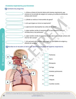 10
Saberes y pensamiento científico
1.	
     Pulmones
2.	
     Nariz
3.	
     Bronquios
4.	
     Faringe
5.	
     Alvéolos pu