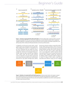 A Beginners Guide To RT-PCR QPCR and RT-QPCR | PDF | Real Time ...