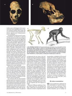 Orígenes de la humanidad y homínidos | PDF | Evolución humana | Mono