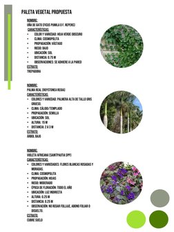 Paleta vegetal propuesta
Nombre:  
Uña de gato (ficus pumila o f. repens)
Características:
•
color y variedad: hoja verde obs