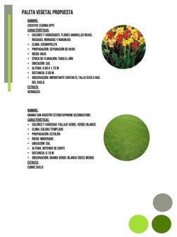 Paleta vegetal propuesta
Nombre: 
Cucuyus (cannaspp)
características:
• colores y variedades: flores amarillas rojas, 
rosada
