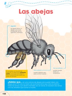 158
Aguijón
Las abejas tienen un 
aguijón con el que 
se defienden de sus 
agresores y enemigos.
En sus patas y en la parte d