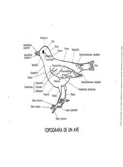 Occipucio 
Nuca 
Cuello 
^T° 
I^^^=^*lll^ 
Supracobertoras Caudales 
-Cola 
Pequeñas ^ 
Coberteras <¡ Grandes '^' 
Medianas'