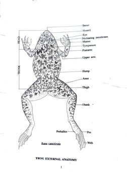 Frons External Anatomy of the Frog | PDF | Vertebra | Peritoneum