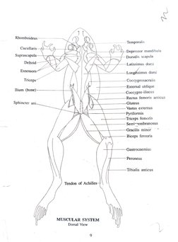 Frog External Anatomy Labeling Diagram