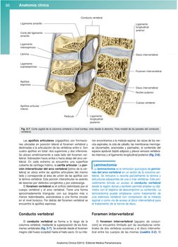 Las apófisis articulares (cigapófisis) son formacio-
nes ubicadas en posición lateral al foramen vertebral y
destinadas a la
