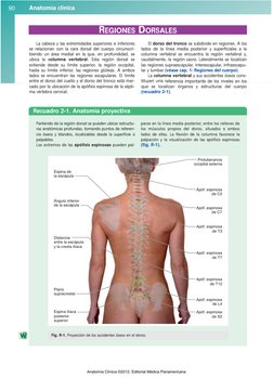 Recuadro 2-1. Anatomía proyectiva
Protuberancia
occipital externa
Espina de
la escápula
Ángulo inferior 
de la escápula
Dista